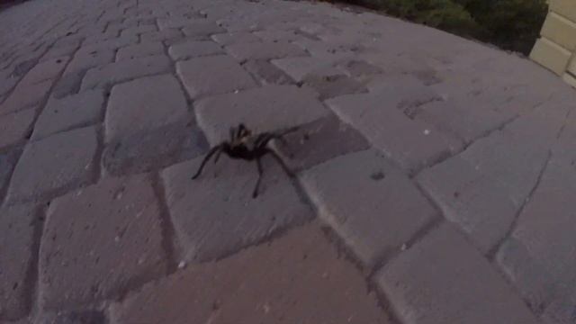 Tarantula jumping around смотреть онлайн