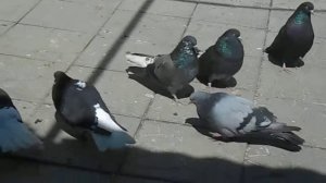 Голуби Донбасса порованые