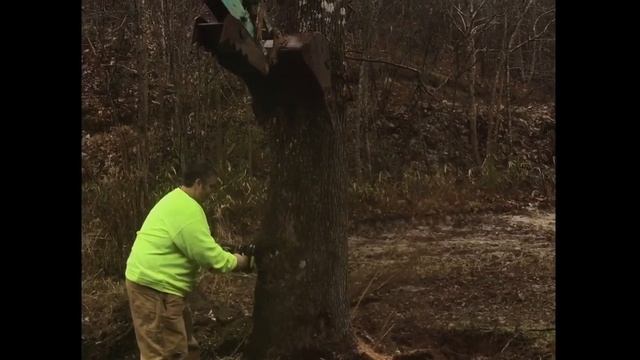 Tree Cutting with Ryobi 18volt Brushless Chainsaw P548 смотреть онлайн