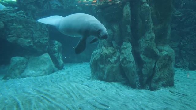 FIP valves since 1992 at the service of Acquario di Genova смотреть онлайн