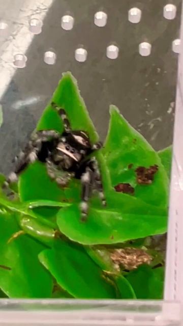 Apalachicola Jumping Spider 😍 #shorts #cute #jumpingspider #animal #pets смотреть онлайн