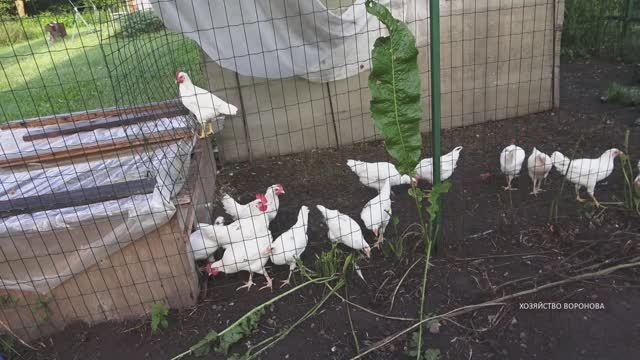 Цыплятам 2 месяца. Выпуск смотреть онлайн