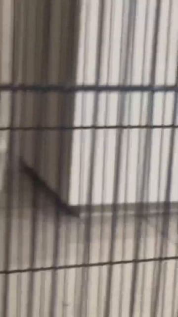 YouTube viral video #youtube #shorts #trending #viralvideo #subscribe #love #animals #like #foryou смотреть онлайн