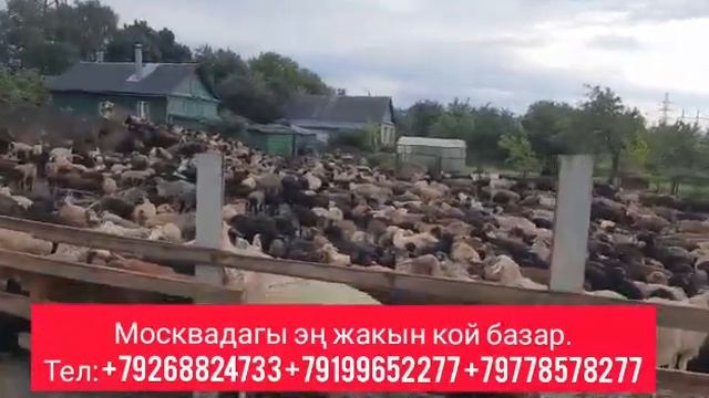 Москвада эт багытындагы кой базар көрүңүз. смотреть онлайн