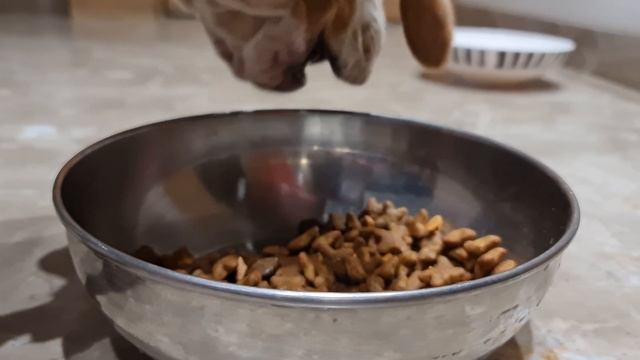 Why do Beagle Puppies Eat Their Poop and How to Stop this! смотреть онлайн