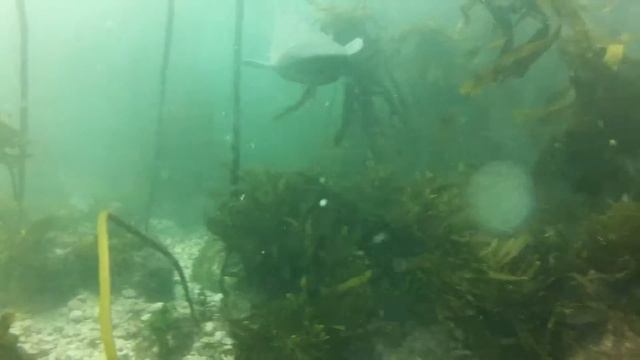 7 Gill Broadnose at Simonstown,ZA .mp4 смотреть онлайн