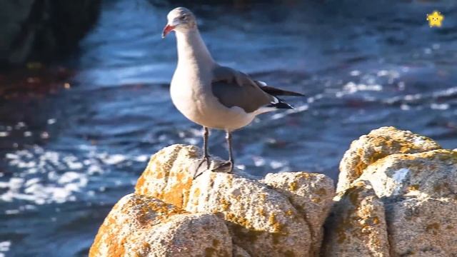 Викторина - 2 Развивающие мультики про животных для детей смотреть онлайн