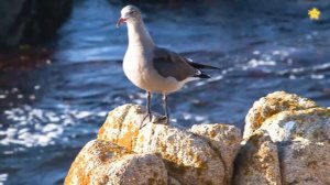 Викторина - 2 Развивающие мультики про животных для детей