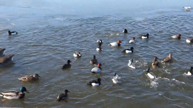 Найдите весёлых нырков смотреть онлайн