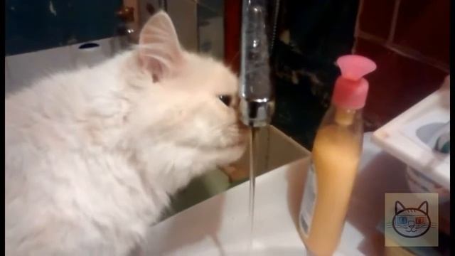 Кошка научилась пить воду из под крана | The cat has learned to drink water from the tap смотреть онлайн