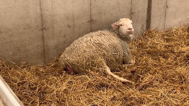 Mama, Ewe Needed Help Lambing. Should we pull it? смотреть онлайн