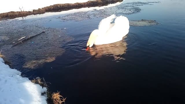 Лебідь чи лебідка смотреть онлайн
