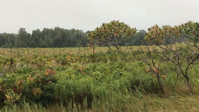 Sagola, MI смотреть онлайн