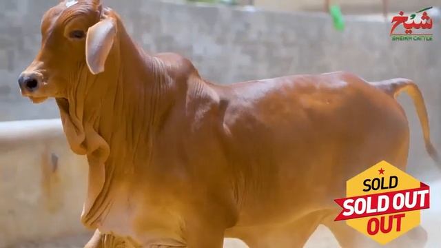 *SHEIKH CATTLE FARM* ✨?💥BREAKING NEWS 💥💥14 Incredible Beauties are Sold from Sheikh Cattle’s смотреть онлайн
