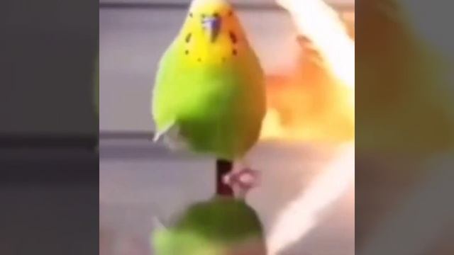 Мармок поёт смотреть онлайн