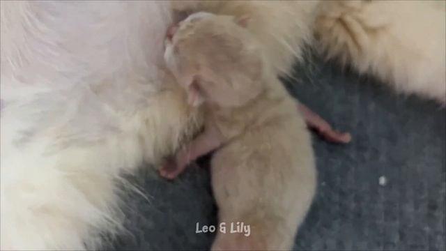 Newborn Kitten Day 8 - Kitten Weighs 80 Grams, Twice The Weight At Birth смотреть онлайн
