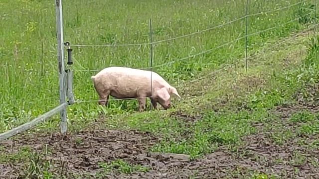 Работа электропастуха. смотреть онлайн