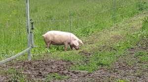 Работа электропастуха.