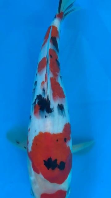 Betta Koi Pleco Snail Carp Fish Goldfish Angelfish Guppy Guppies Catfish animals Videos #51 смотреть онлайн
