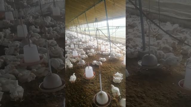 34 body weight 2 kilo Plus смотреть онлайн