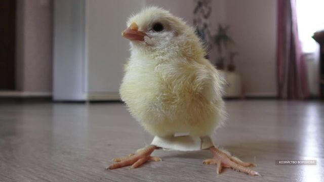Цыплёнок скучает смотреть онлайн