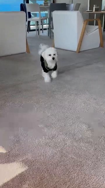 Кафе в Батуми куда можно с питомцем 🤍 еще тут вкусные сырники✨ смотреть онлайн