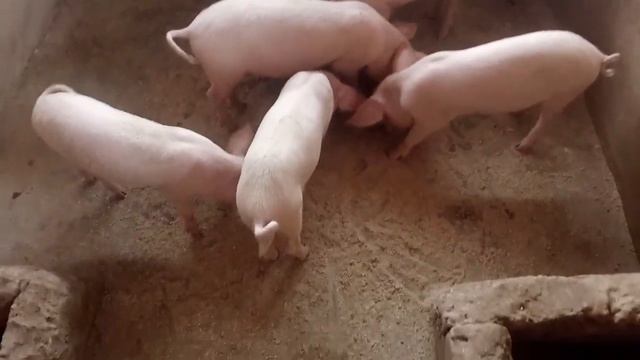 How To CARE for Your Piglets Nutritionally in 2023// Pre- weaning Your Piglets смотреть онлайн