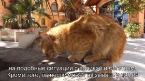 Почему кошки боятся пылесоса?