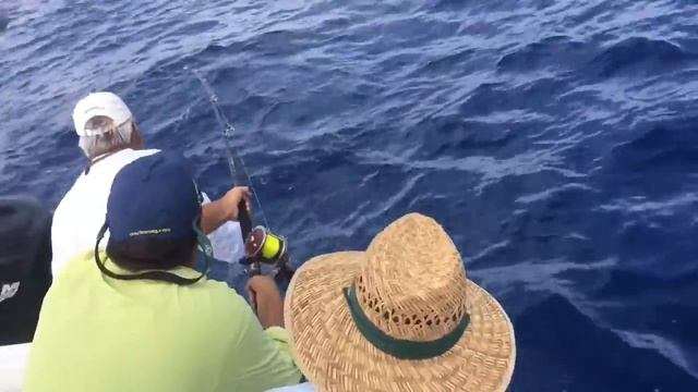 Patrick fights dolphin on Irish Wake. смотреть онлайн