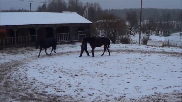 На корде с помощницей. смотреть онлайн