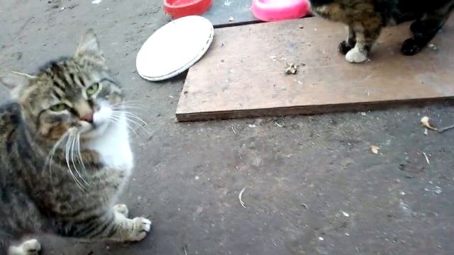 Кошки: таки девочка и таки беременная 4.03.2024 смотреть онлайн