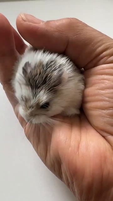 Dakoda, robo hamster, A curious little one смотреть онлайн