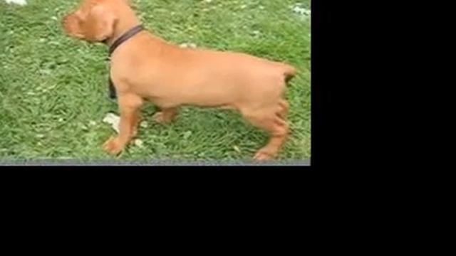 Tara 6 weeks смотреть онлайн