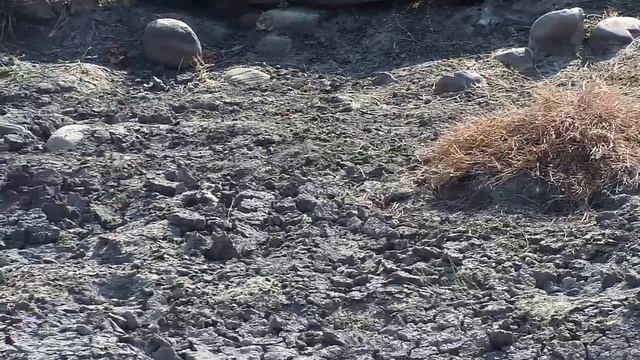 Djuma: Slender Mongoose upsets Blacksmith Lapwings - 09:40 - 08/13/20 смотреть онлайн