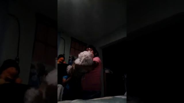Lavila смотреть онлайн