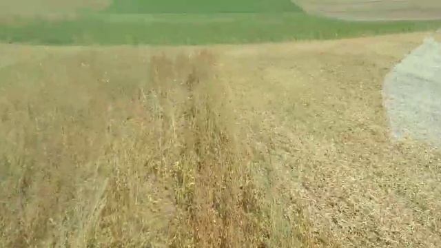 Розпочались жнива сої, пробний виїзд. Claas dominator 48s смотреть онлайн