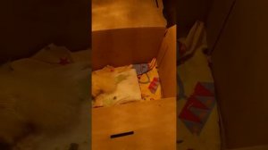 Как я ухаживаю за утенком ♡ у которого не втянулся желток
