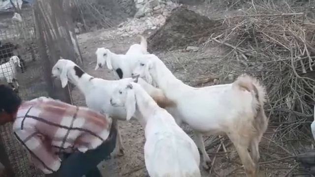 Sojat gabhan bakri avg weight 45 te 55 kg смотреть онлайн