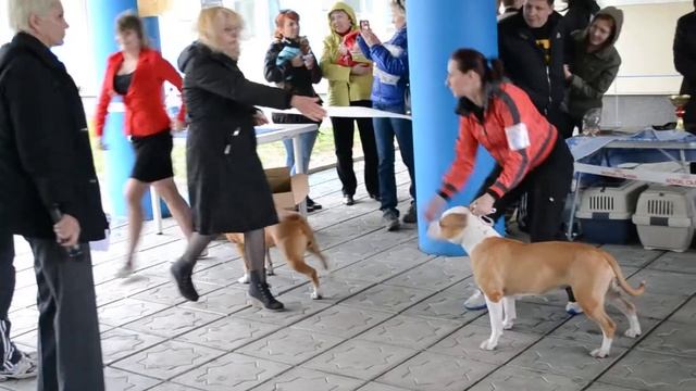 Выставка "САЯНЫ-2013" смотреть онлайн
