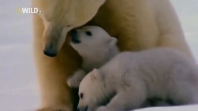 Полярный медведь Nat Geo Wild HD. смотреть онлайн