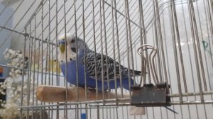 волнистый попугай Кеша чешется , вечерние процедуры