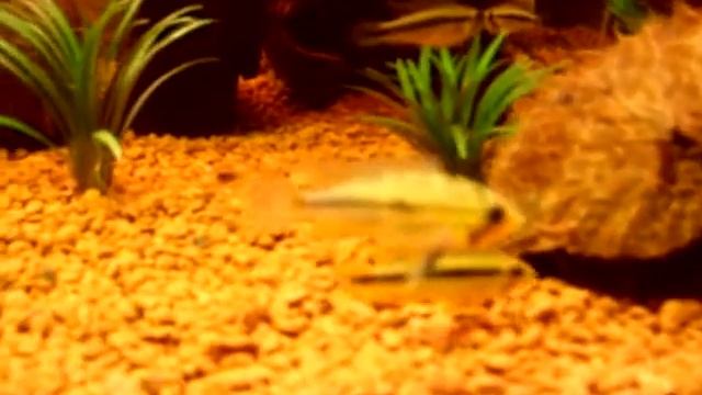 Apistogramma cacatuoides and agassizii double red tank смотреть онлайн