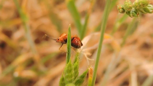 Błyszczek elegancik / Mirid Bug / Deraeocoris ruber смотреть онлайн