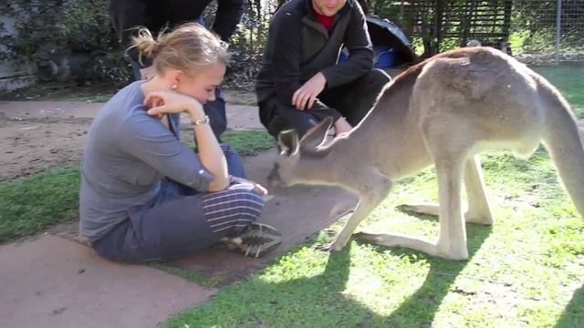 Kangaroo hits camera and cameraman смотреть онлайн