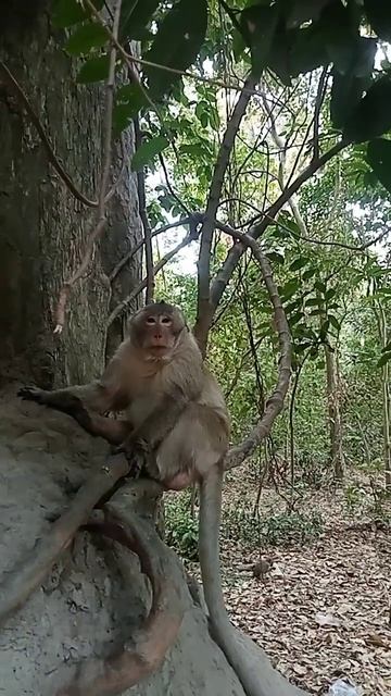 VID20240329164229 viral Monkey |popular monkey Cambodia смотреть онлайн