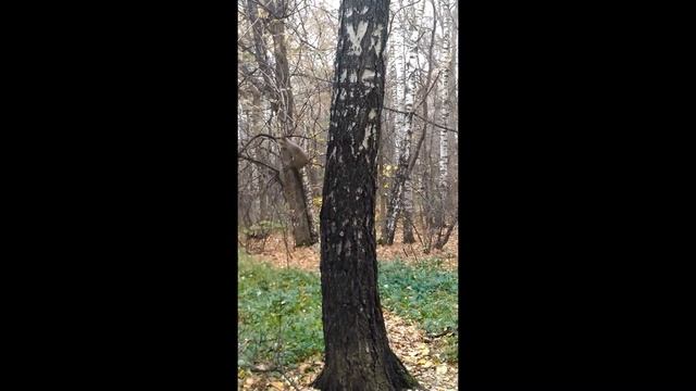 Белки в Медведково смотреть онлайн