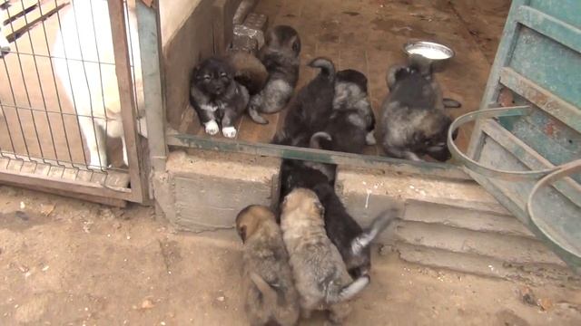 Kennel Sormovskaya Zarya. Puppies Caucasian Shepherd for sale смотреть онлайн