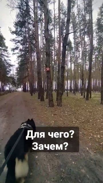 Опять что-то непонятное в лесу. Увидели на прогулке с собакой #dog #прогулка #лес #овчарка смотреть онлайн