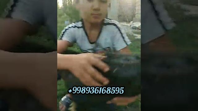 Зоти ТУРК жу'жалар сотувда🐓👍 смотреть онлайн