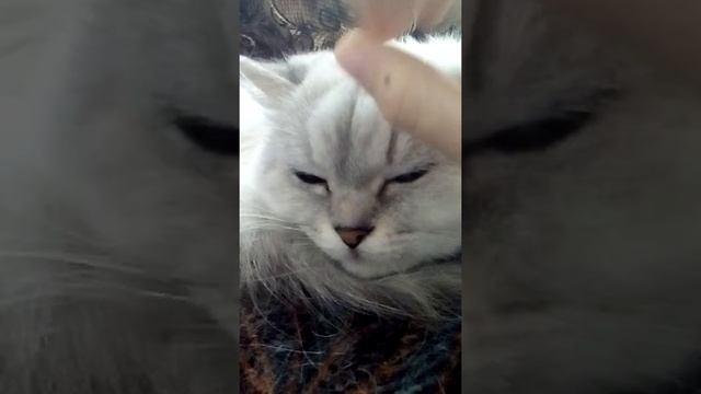 Моя кошка Ёшка смотреть онлайн